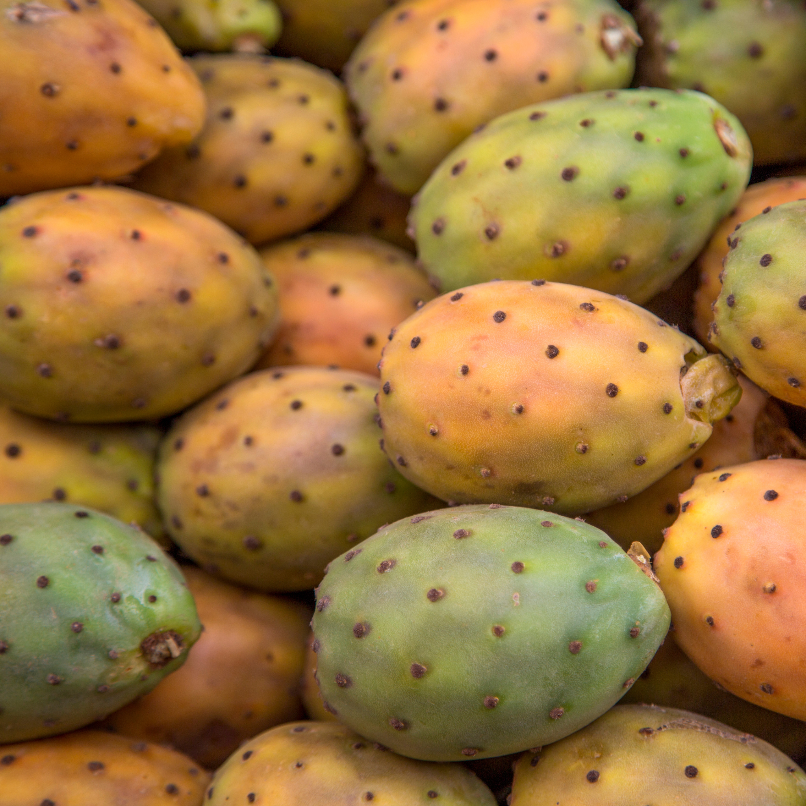 ORGANIC PRICKLY PEAR SEED POWDER